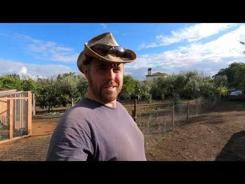 Jugar chicken road in Spain
